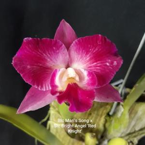 <i>Cattleya</i> Angel's Dream