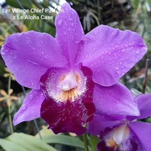 <i>Laeliocatarthron</i> Chialin Peppa Pig