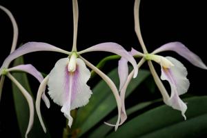 <i>Epicattleya</i> F. E. Dixon