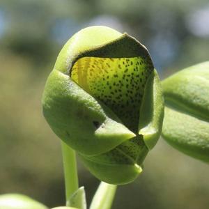 <i>Catasetum</i> x <i>pohlianum</i>
