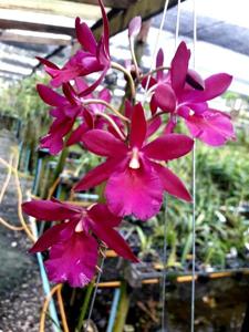 Guaritoniclia Kimmy-cordigera