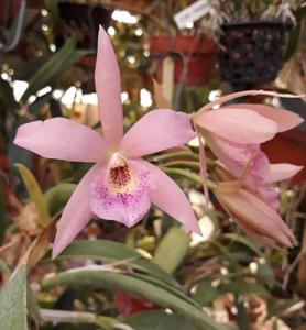 Brassocatanthe Playa Cuyagua