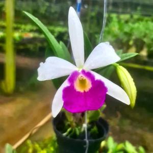Brassocattleya Diego Maradona