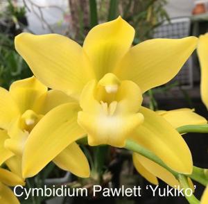 <i>Cymbidium</i> Pawlett