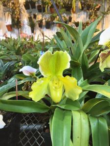 Paphiopedilum Carmen Lussier