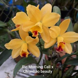 Rhyncattleanthe Taiwan Morning Call