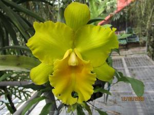 <i>Rhyncholaeliocattleya</i> San Damiano (2)