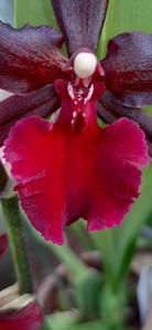 Oncostele Midnight Miracles