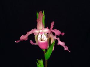 <i>Phragmipedium</i> Peruflora's Saltimbanco