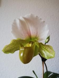 <i>Paphiopedilum</i> Katrina