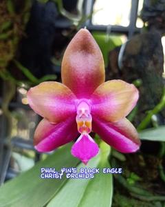 Phalaenopsis Yin's Black Eagle