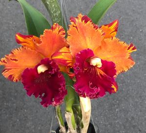 Rhyncholaeliocattleya Hey Song