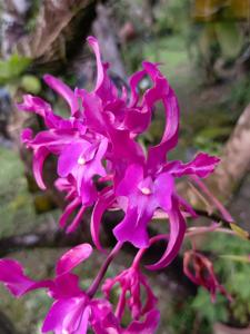 Laelianthe Tandaleyo