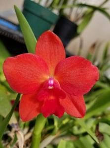 Cattleya Marissa Kubo