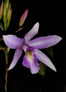 Laelia Pierre Bertaux