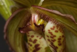Phragmipedium Grande