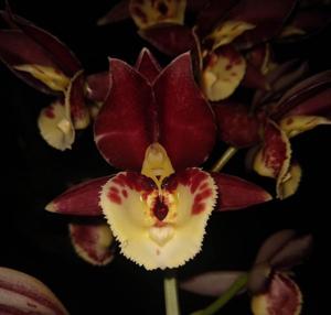Catasetum Sandra Dixon