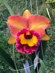 Rhyncholaeliocattleya Bangkok City