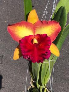Rhyncholaeliocattleya Bangkok City