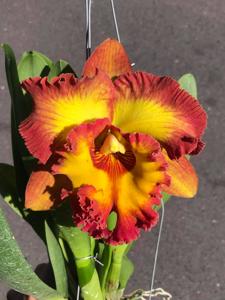 Rhyncholaeliocattleya Bangkok City