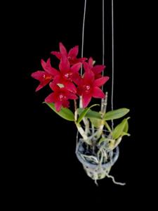 Cattlianthe Jairak Fire