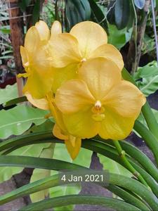 Vanda Nopporn Golden Dream-Renu Gold