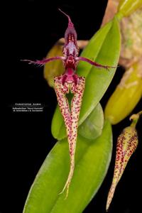 Bulbophyllum Sheryl Kurizaki