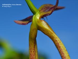 Bulbophyllum Anna Banana
