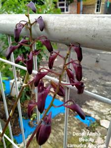 Dendrobium Alisha Beauty