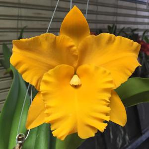 Rhyncholaeliocattleya Golden Diamond