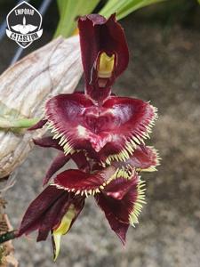 Catasetum Pink Floyd