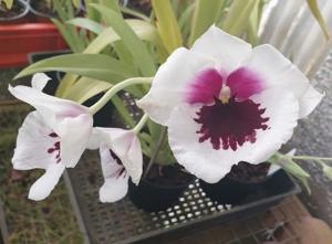 <i>Miltoniopsis</i> Robert Jackson