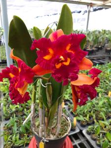Rhyncholaeliocattleya Budai Da Shan