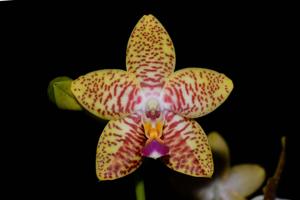 Phalaenopsis Orchid World