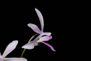 <i>Vandaenopsis</i> Irene