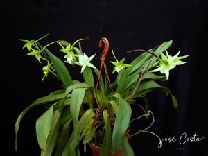 Angraecum Veitchii