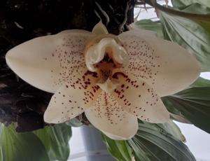 Stanhopea Memoria Paul Allen