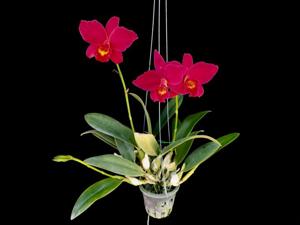 Laeliocattleya Hsin Buu Lady