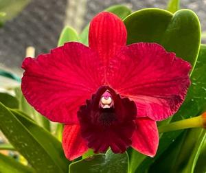 Rhyncholaeliocattleya Dawn's Child