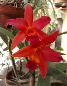 Cattlianthe Jamie Hollingsworth