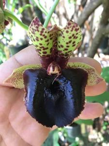 Catasetum Linda Vanella