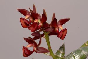 Mormodes Jumbo Bacia