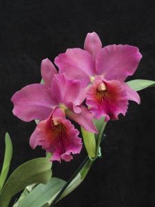 Rhyncholaeliocattleya Melania Trump