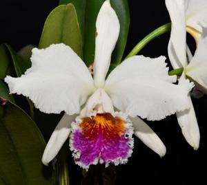 <i>Cattleya</i> Lady Bird Johnson