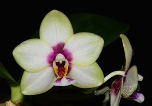 Phalaenopsis Ba-Shi Blackspot