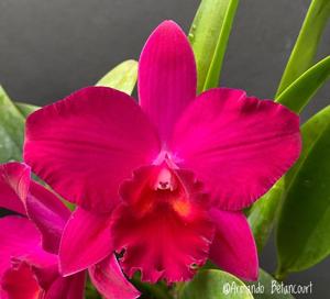 Rhyncholaeliocattleya Rubescent Doll