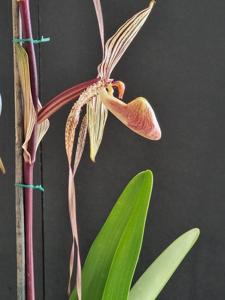 <i>Paphiopedilum</i> Booth's Strap Leaf