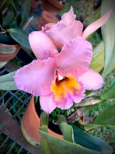 <i>Rhyncholaeliocattleya</i> Edith North