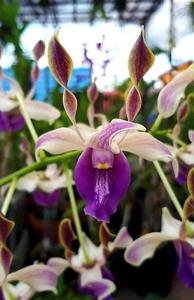 <i>Dendrobium</i> Roro Anteng