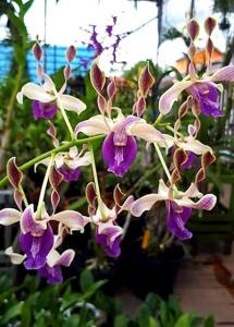 Dendrobium Roro Anteng